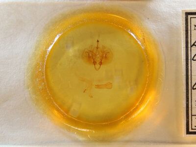 slide view of adult Leucania infatuans