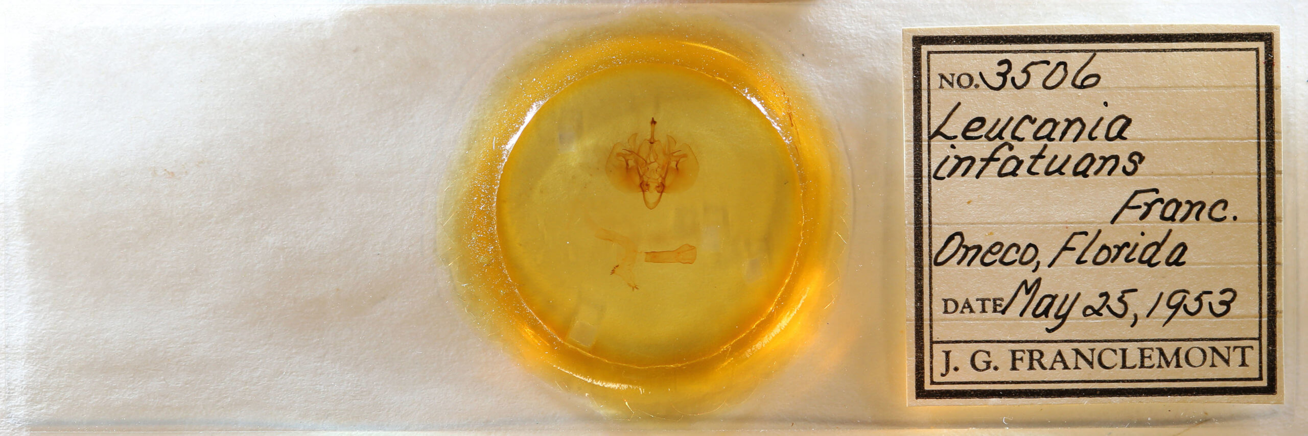 slide view of adult Leucania infatuans