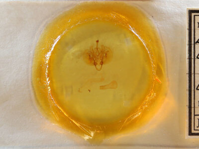 slide view of adult Leucania infatuans