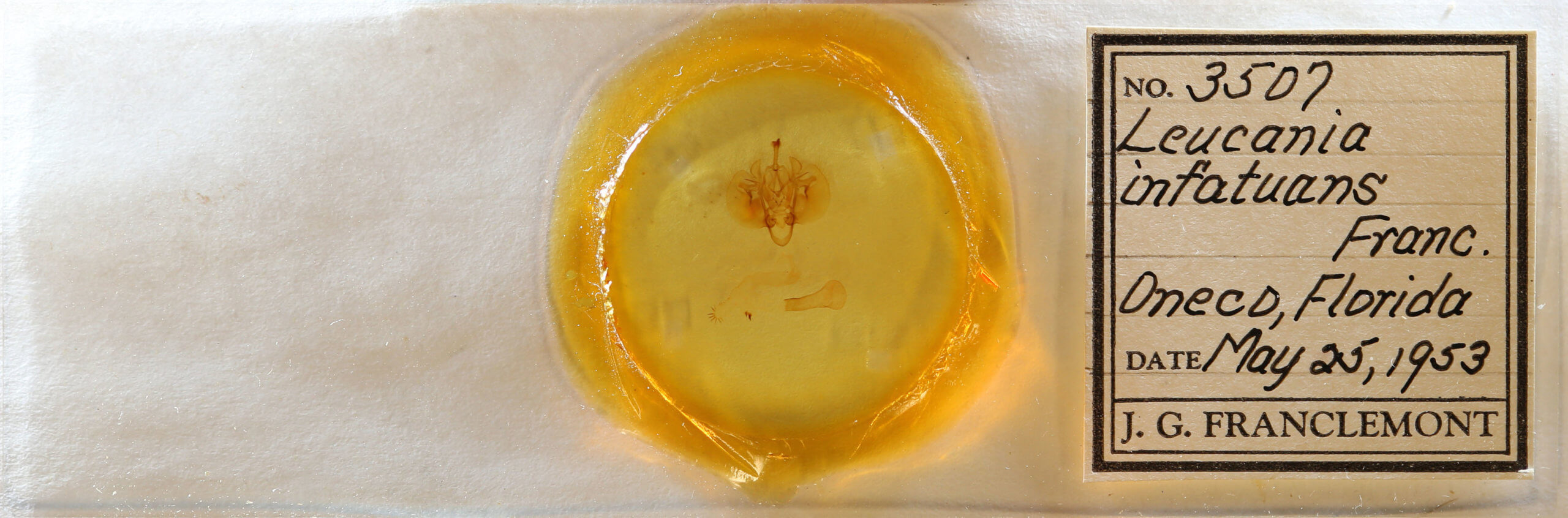 slide view of adult Leucania infatuans