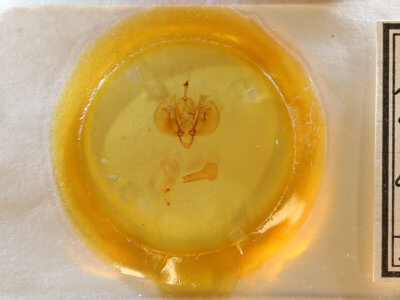 slide view of adult Leucania infatuans