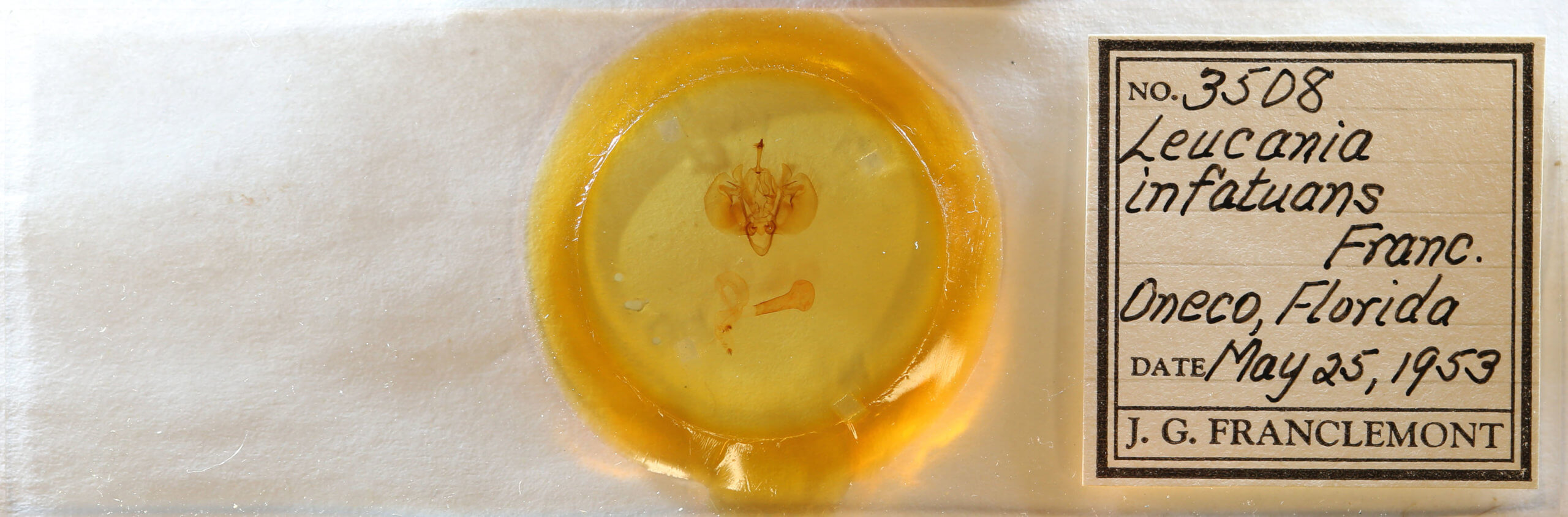 slide view of adult Leucania infatuans