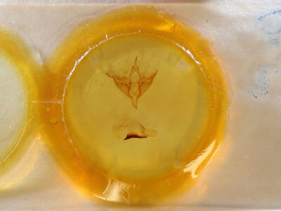 slide view of adult Apantesis phalerata