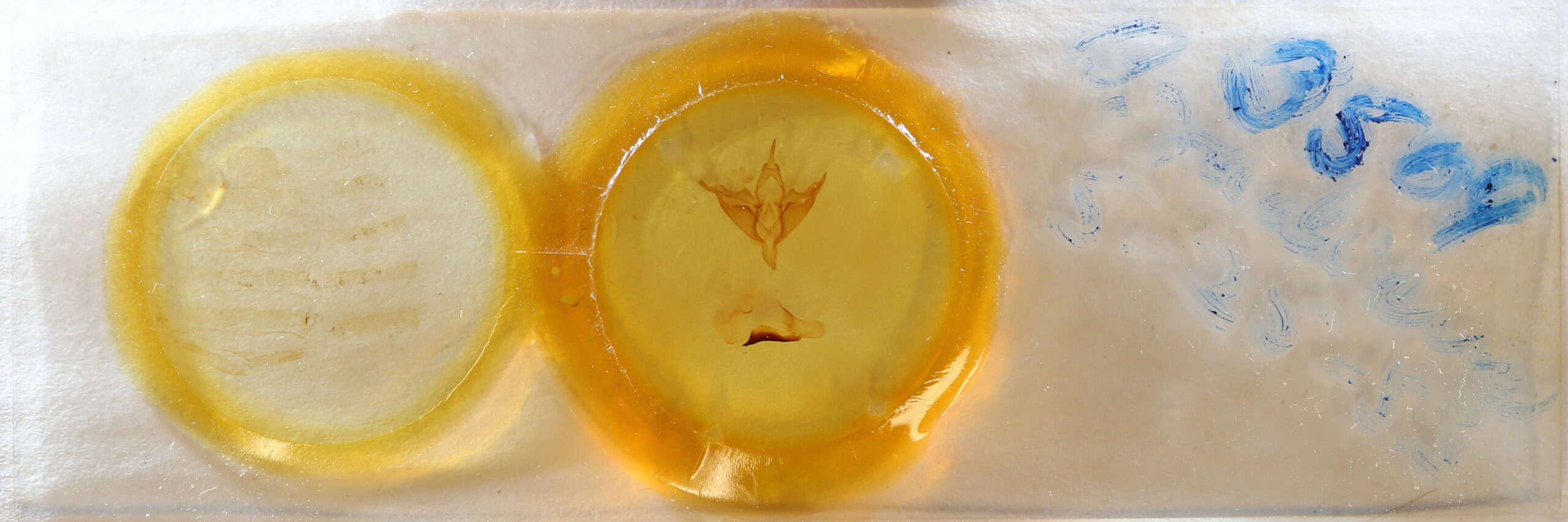 slide view of adult Apantesis phalerata