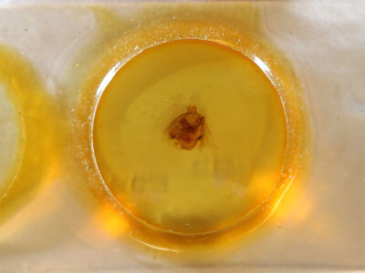 slide view of adult Apantesis phalerata