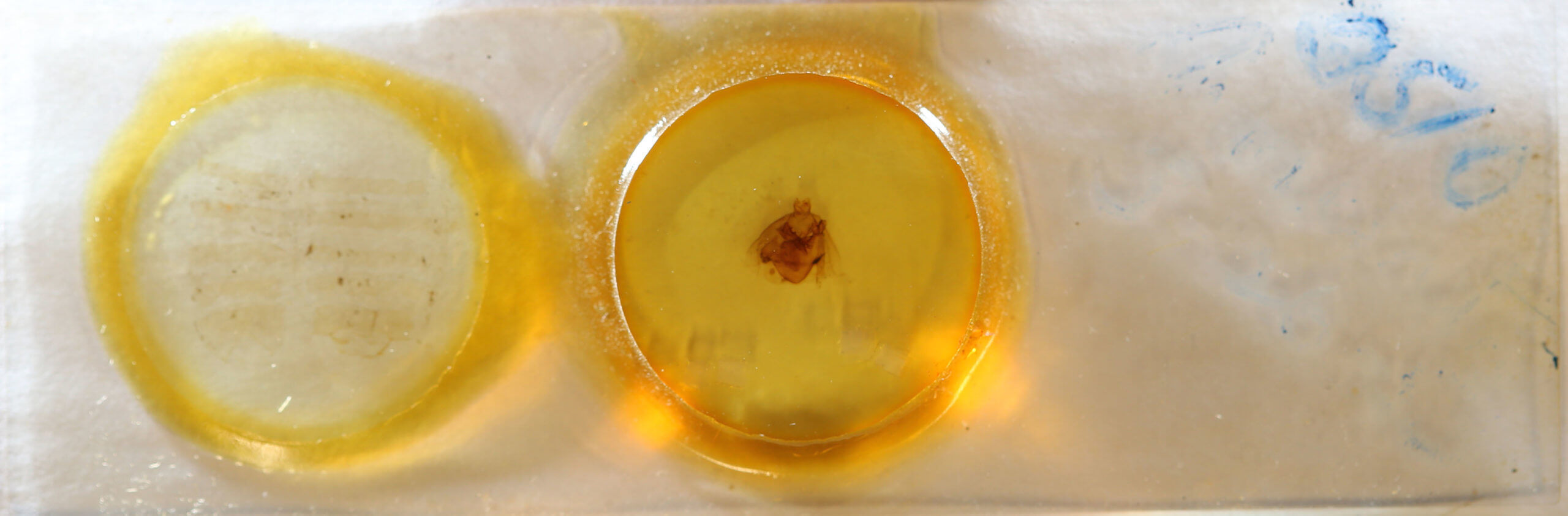 slide view of adult Apantesis phalerata