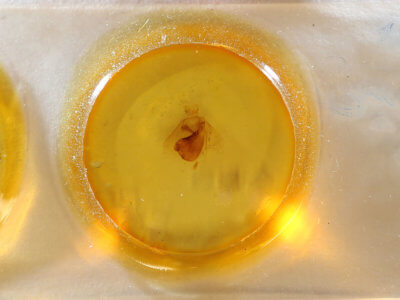 slide view of adult Apantesis phalerata