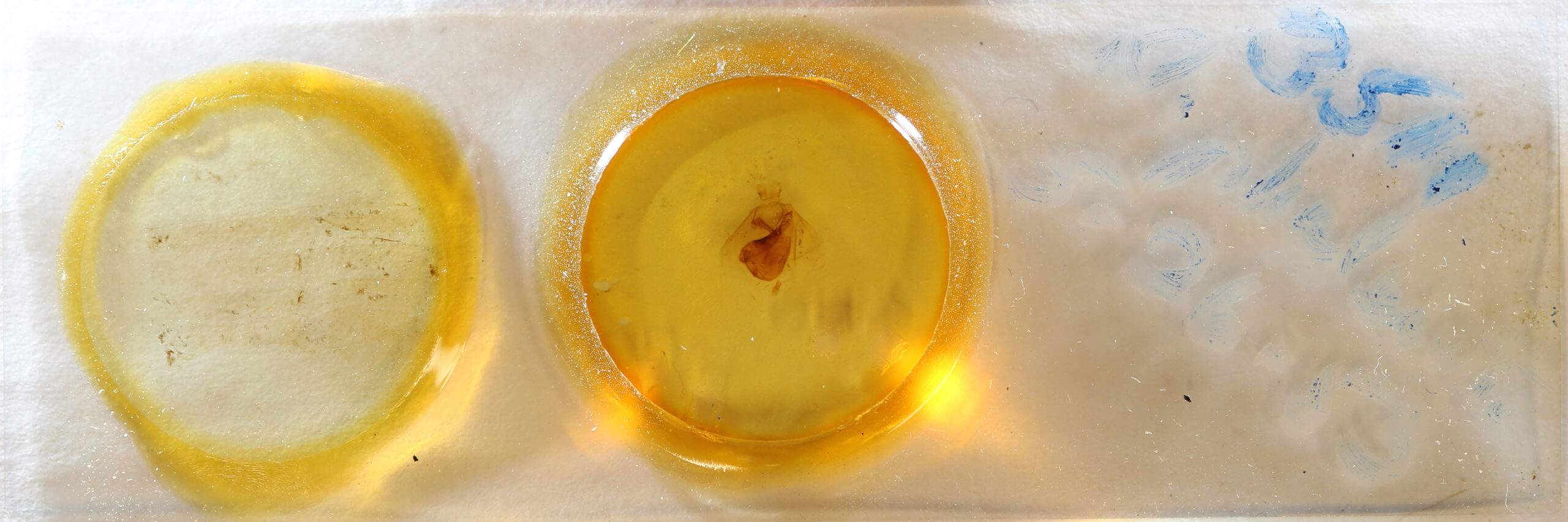 slide view of adult Apantesis phalerata