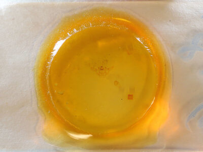 slide view of adult Xanthotype sospeta