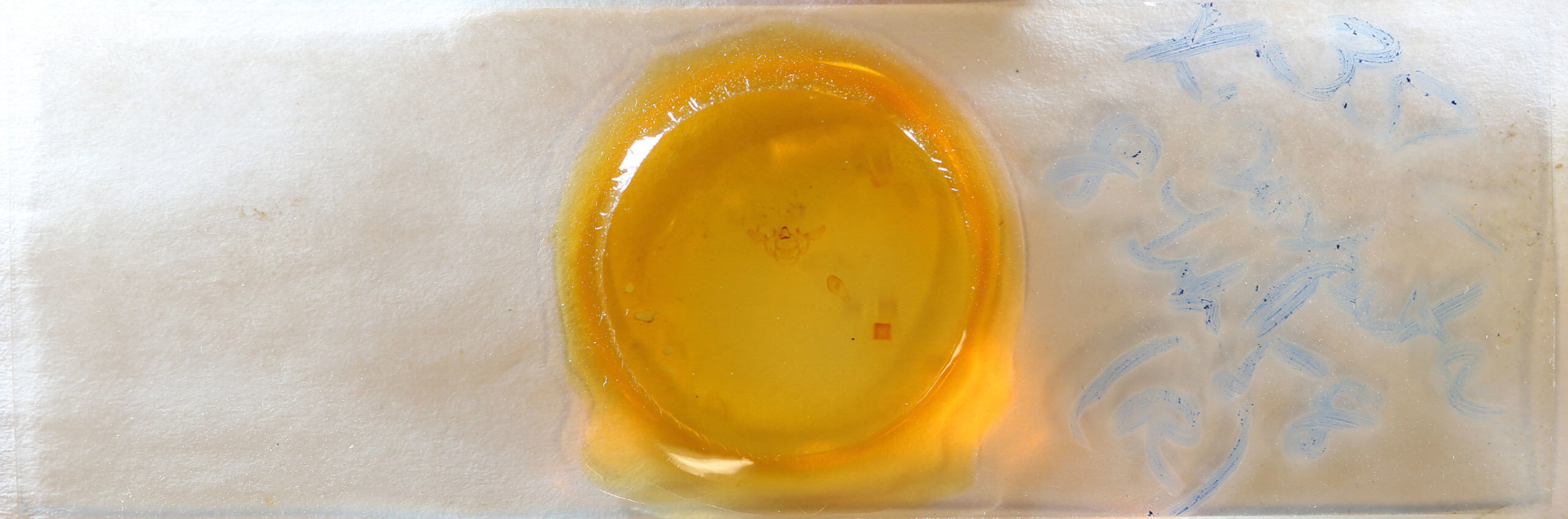 slide view of adult Xanthotype sospeta