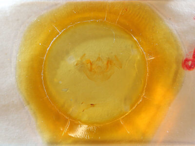 slide view of adult Apamea dubitans