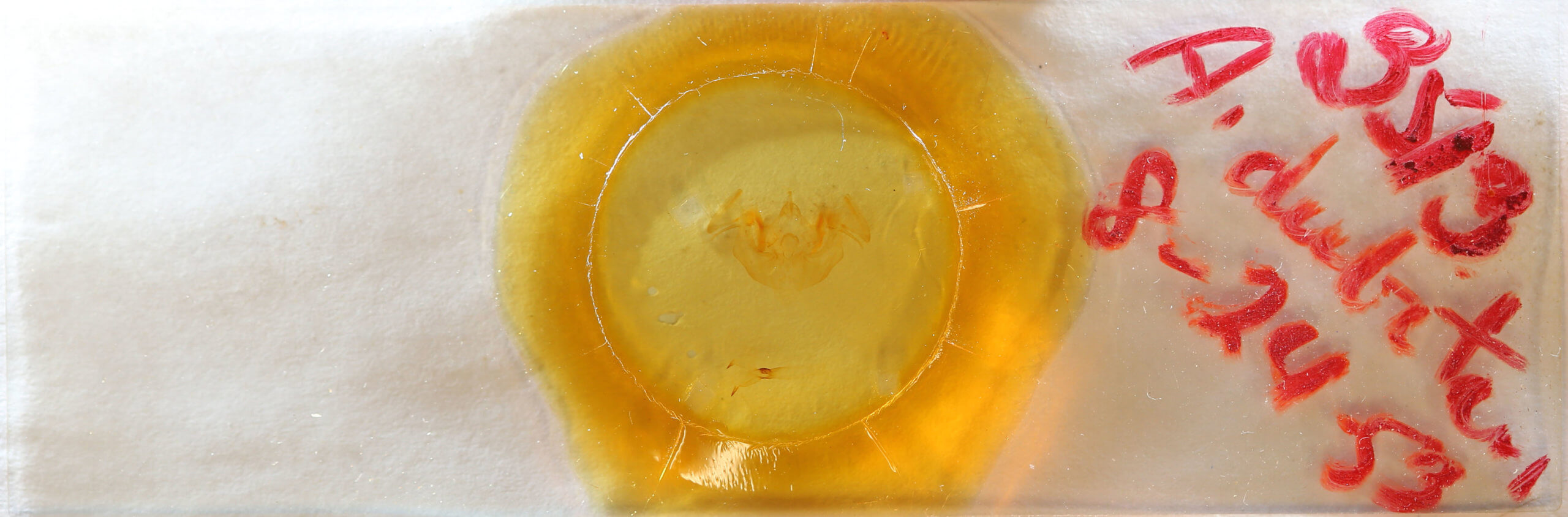 slide view of adult Apamea dubitans