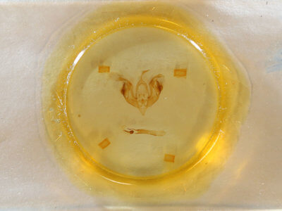 slide view of adult Lacinipolia laudabilis