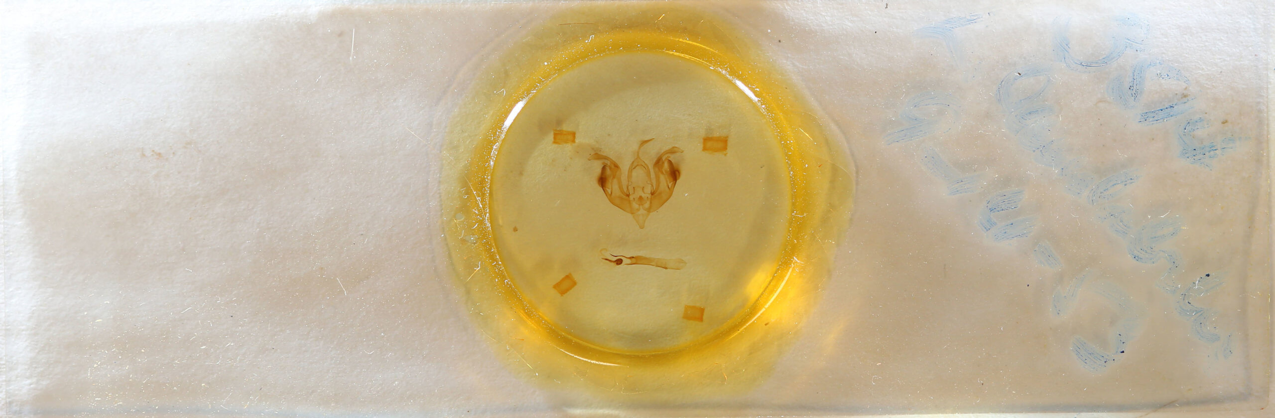 slide view of adult Lacinipolia laudabilis