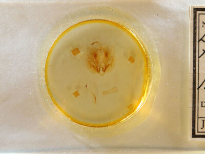 slide view of adult Leucania multilinea