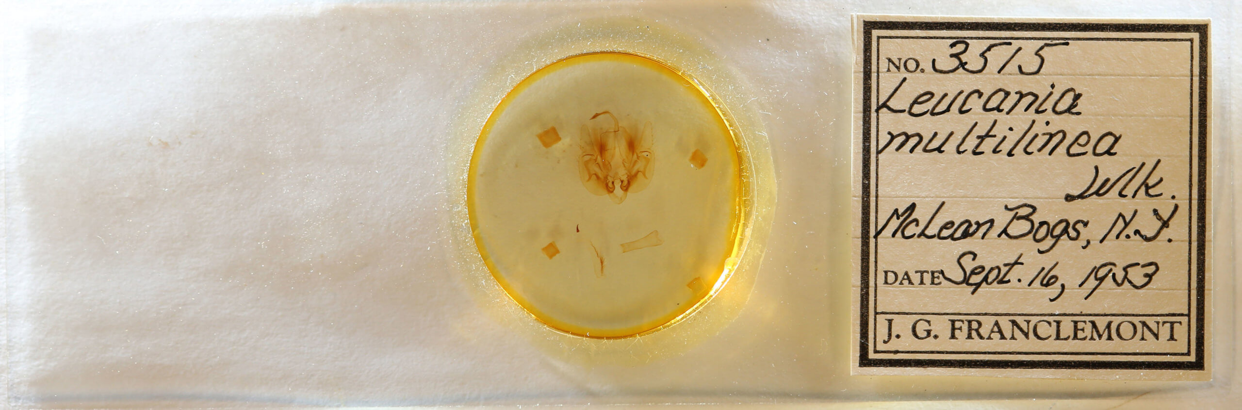 slide view of adult Leucania multilinea