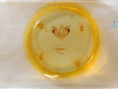 slide view of adult Lacinipolia laudabilis