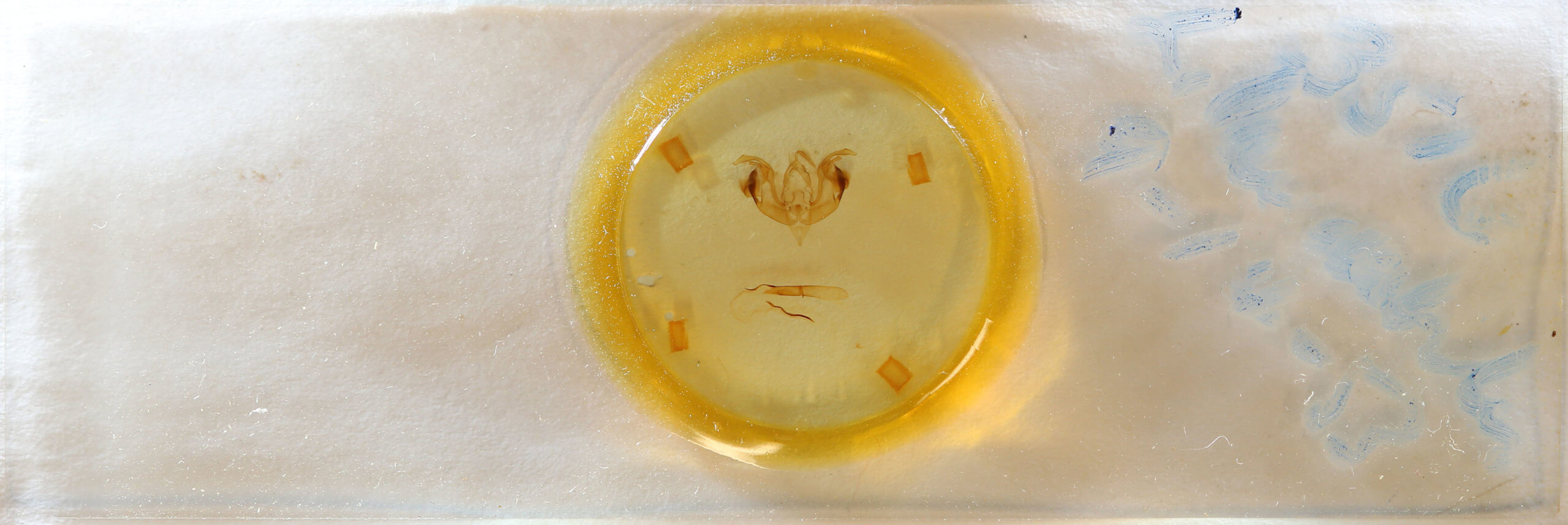 slide view of adult Lacinipolia laudabilis