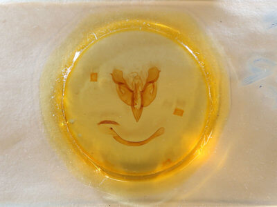 slide view of adult Parapamea buffaloensis