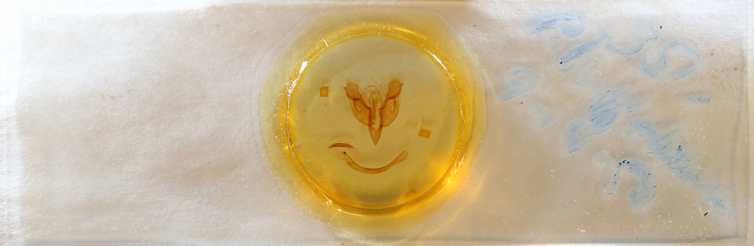 slide view of adult Parapamea buffaloensis