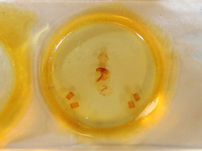 slide view of adult Conistra ardescens