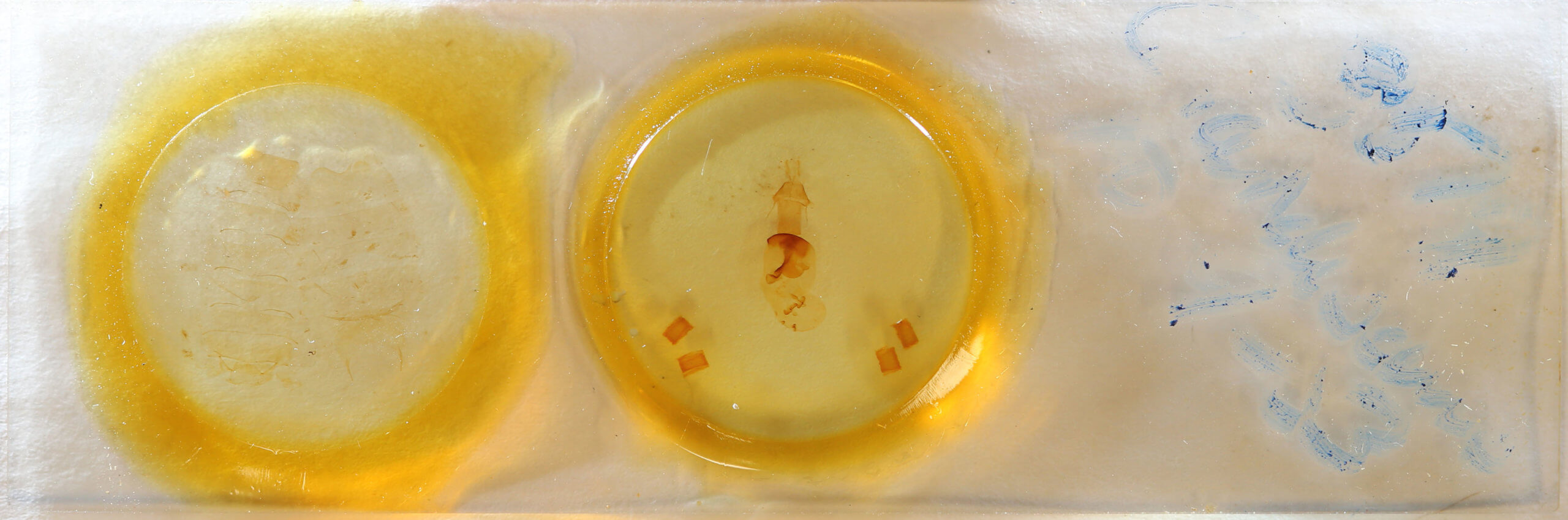 slide view of adult Conistra ardescens