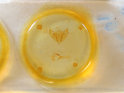 slide view of adult Telorta divergens