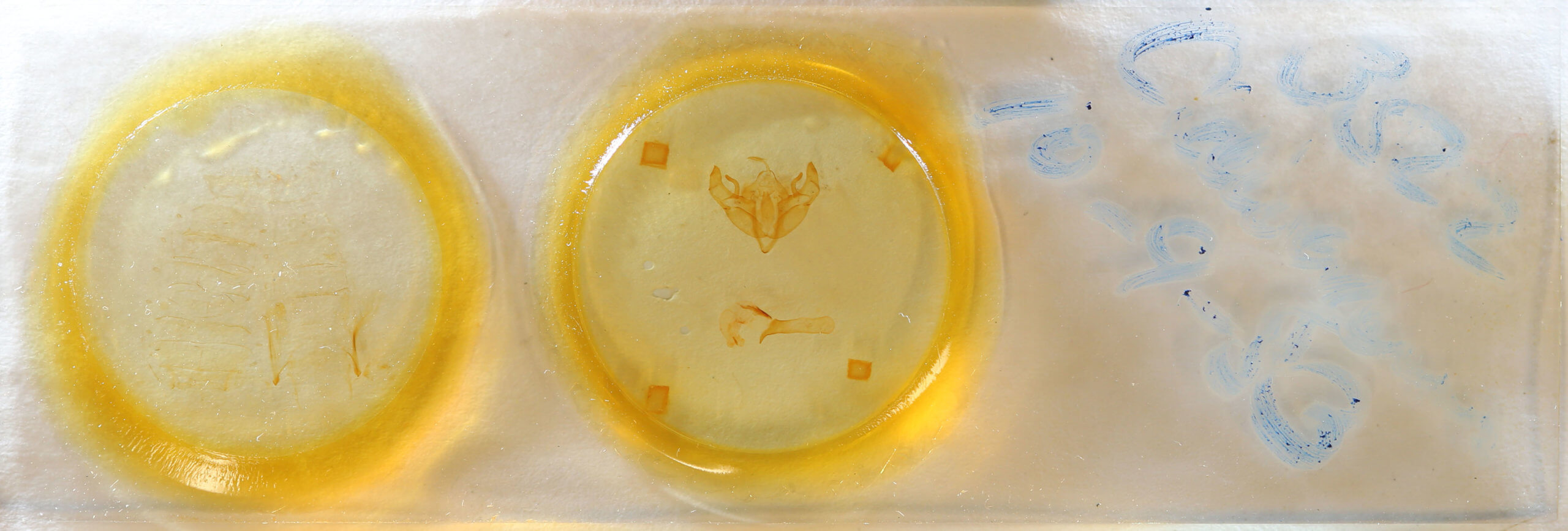 slide view of adult Telorta divergens