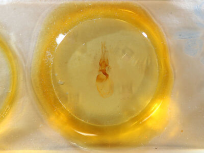 slide view of adult Telorta divergens