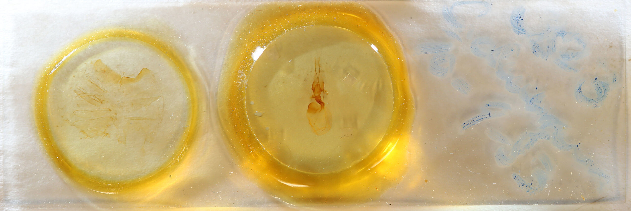 slide view of adult Telorta divergens