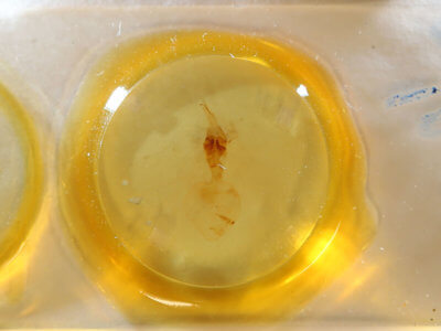 slide view of adult Telorta acuminata