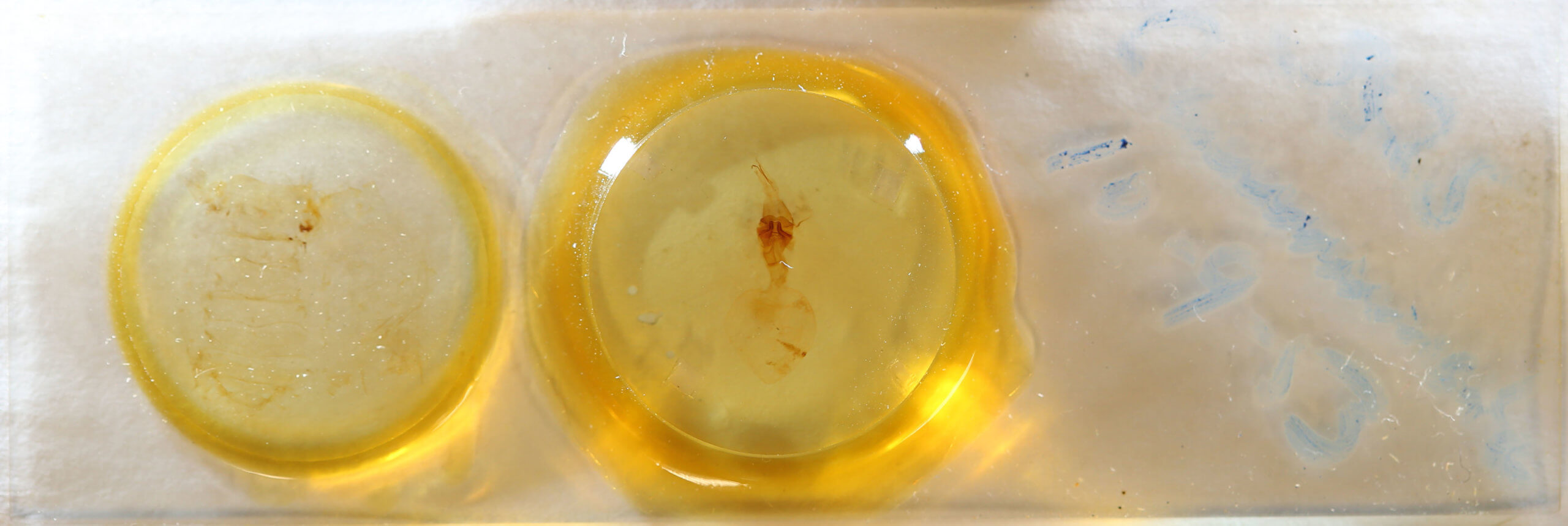 slide view of adult Telorta acuminata