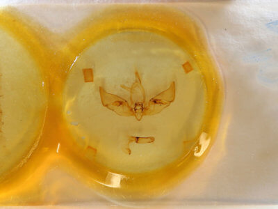 slide view of adult Auchmis inextricata