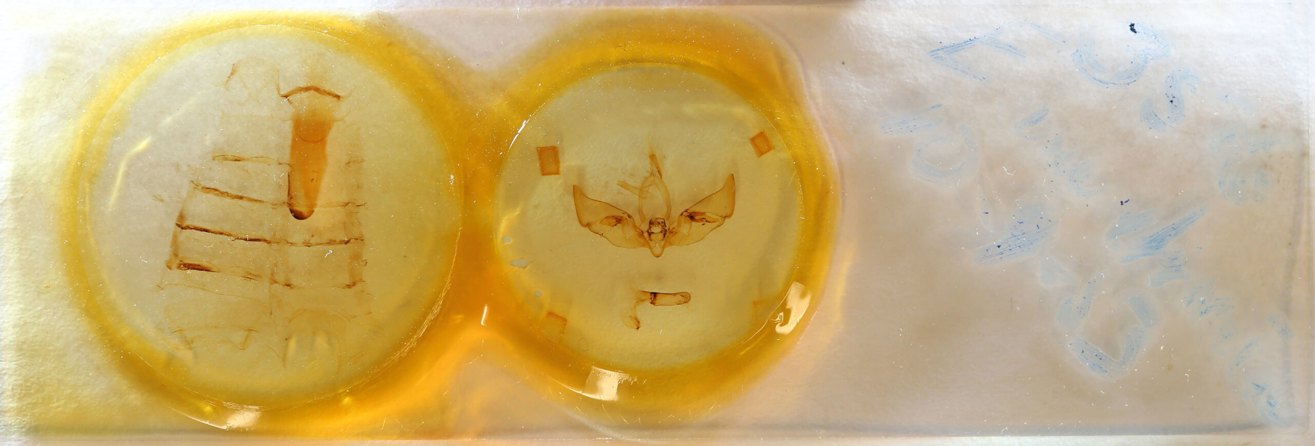 slide view of adult Auchmis inextricata