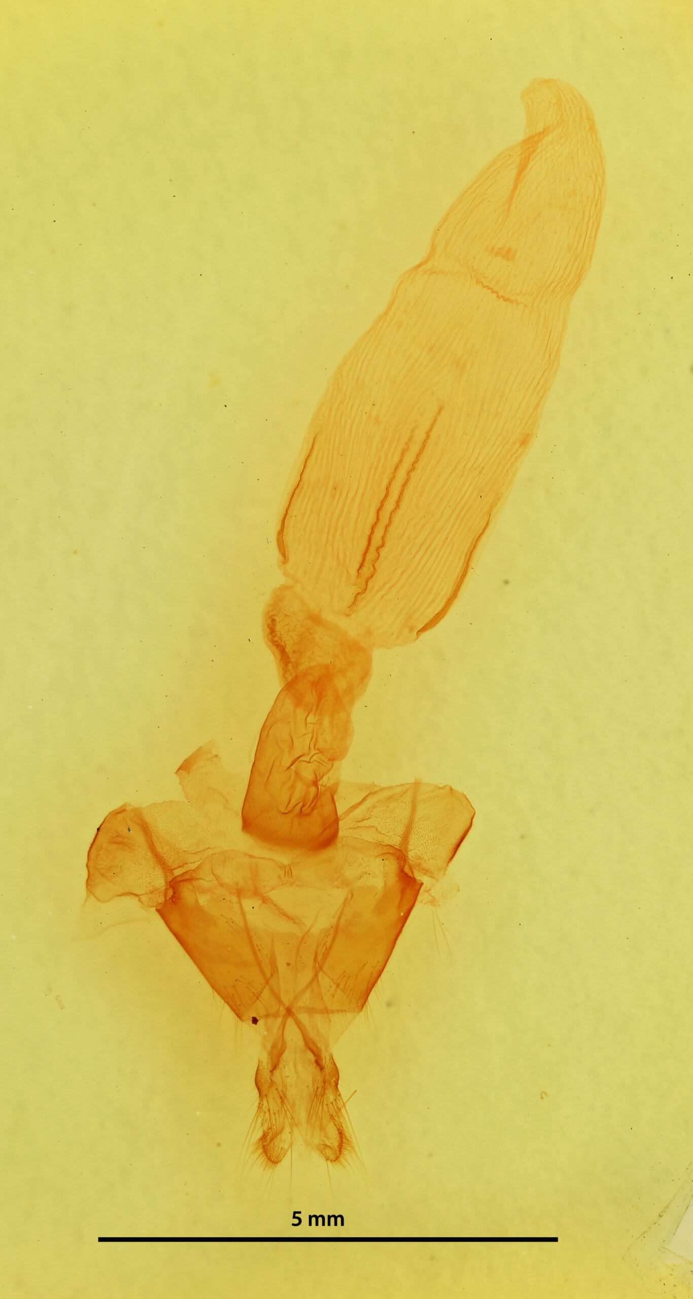 genitalia view of adult Auchmis inextricata