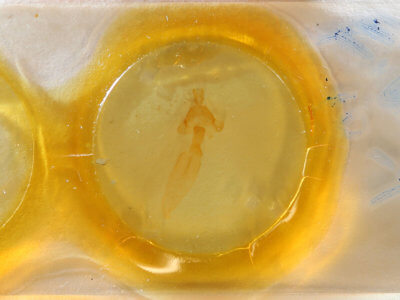 slide view of adult Auchmis inextricata