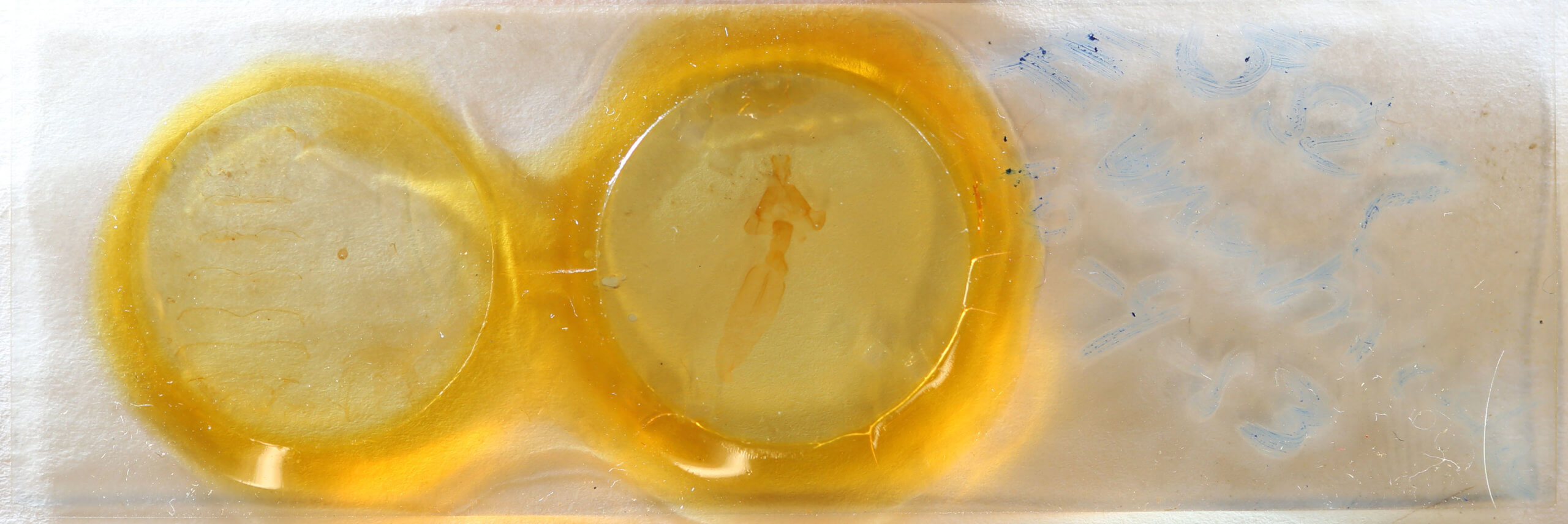 slide view of adult Auchmis inextricata