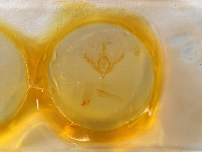 slide view of adult Lithophane merckii