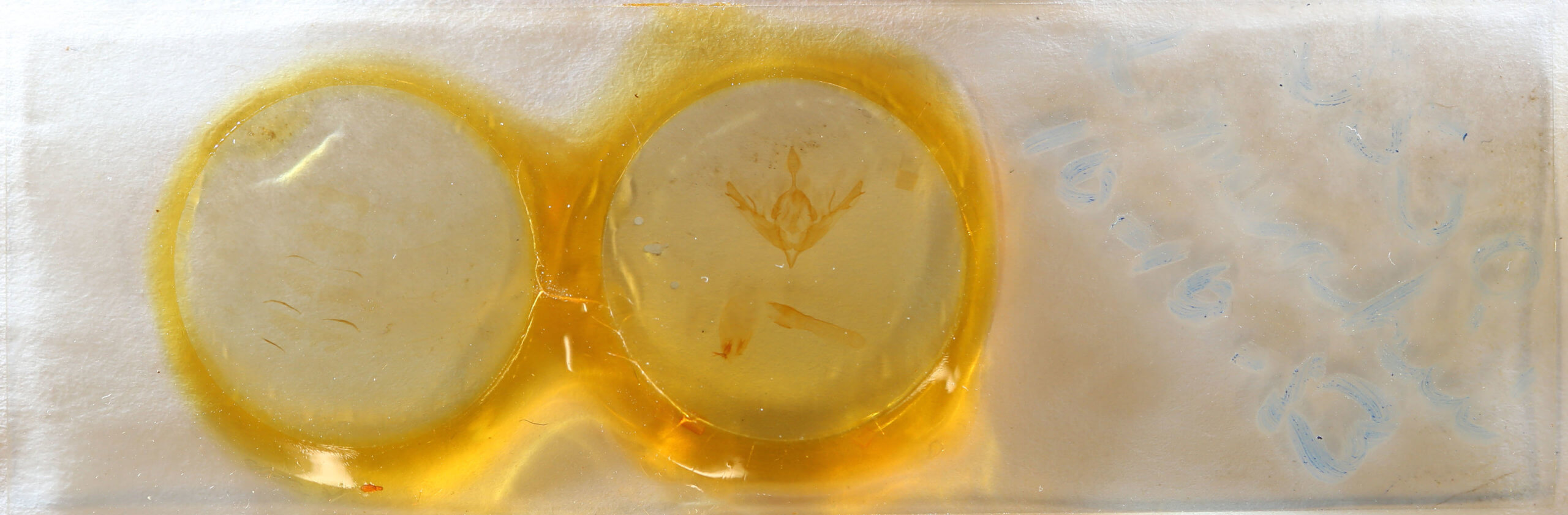 slide view of adult Lithophane merckii