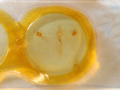 slide view of adult Lithophane furcifera