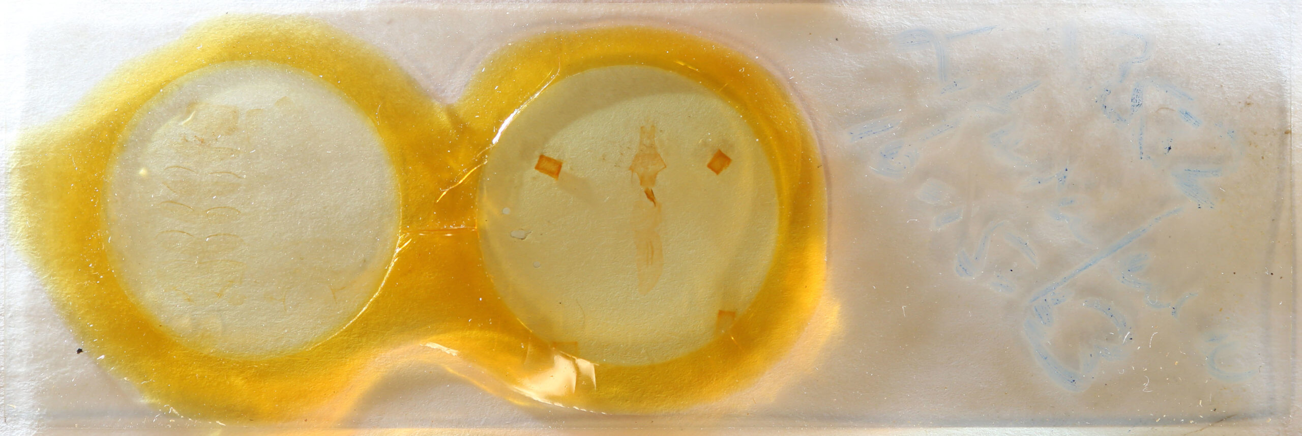 slide view of adult Lithophane furcifera