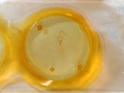 slide view of adult Lithophane consocia