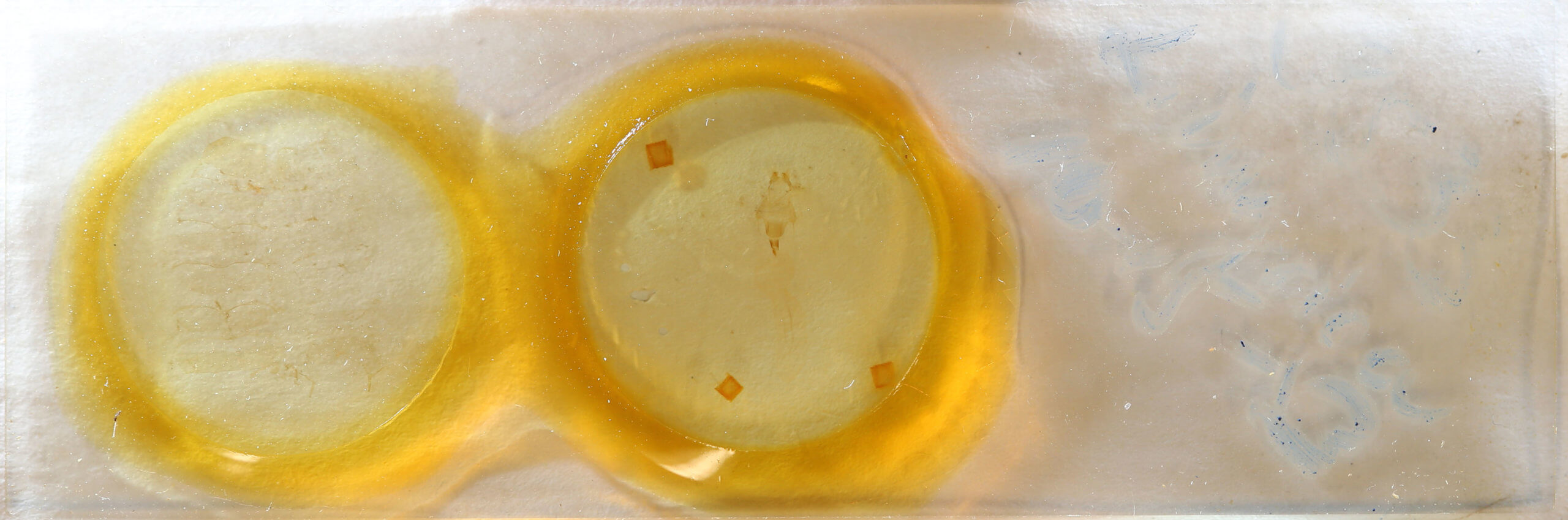 slide view of adult Lithophane consocia