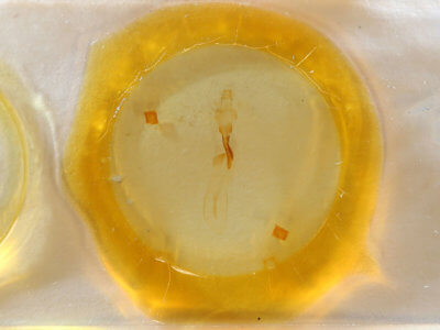 slide view of adult Lithophane ornitopus