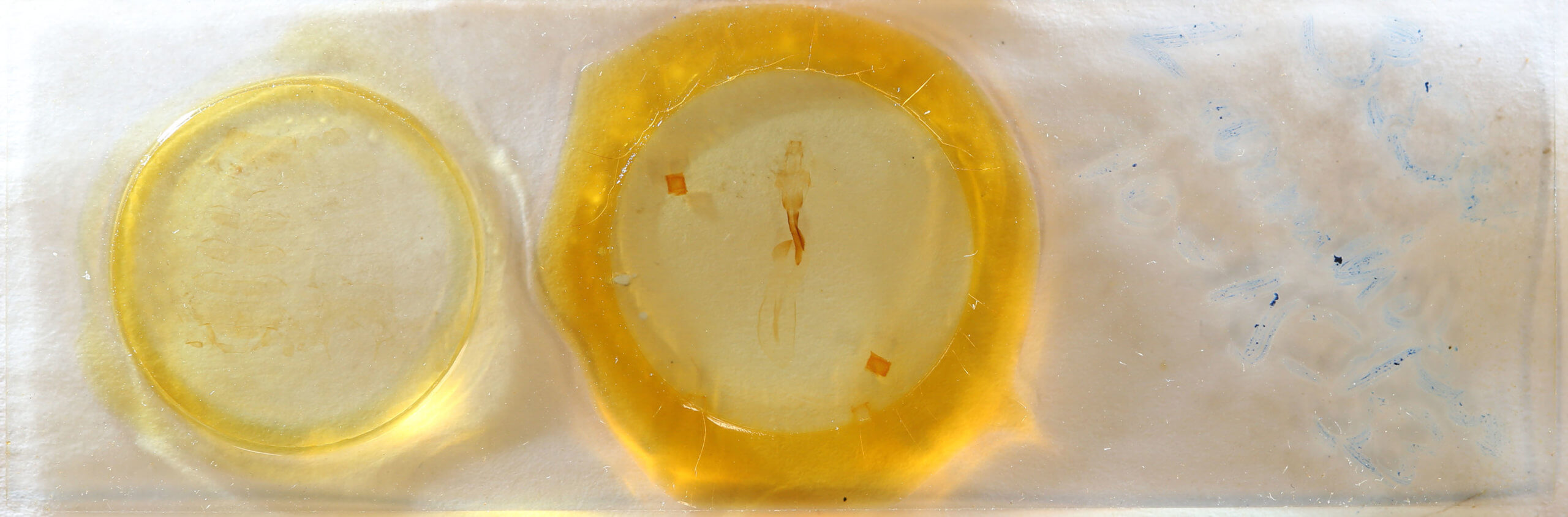 slide view of adult Lithophane ornitopus