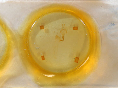 slide view of adult Lithophane socia