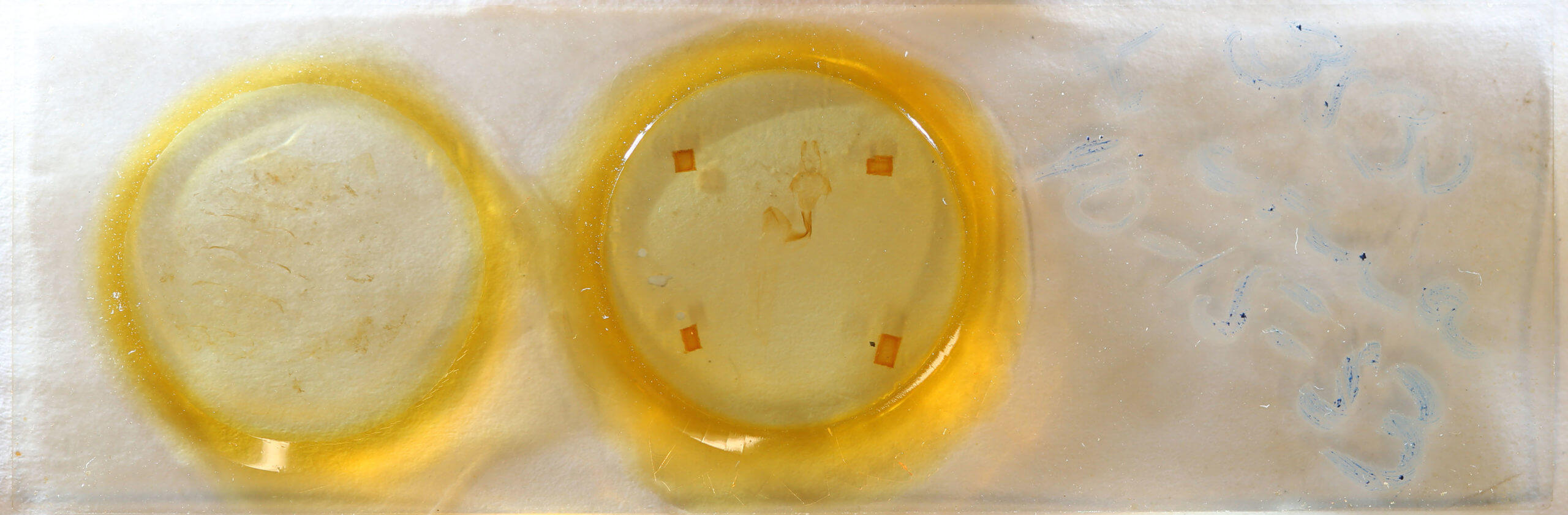 slide view of adult Lithophane socia