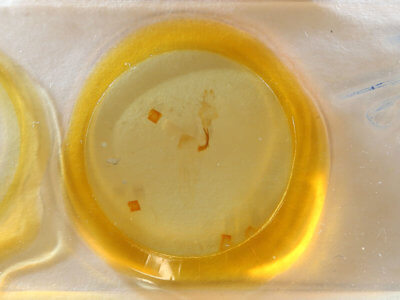 slide view of adult Lithophane semibrunnea