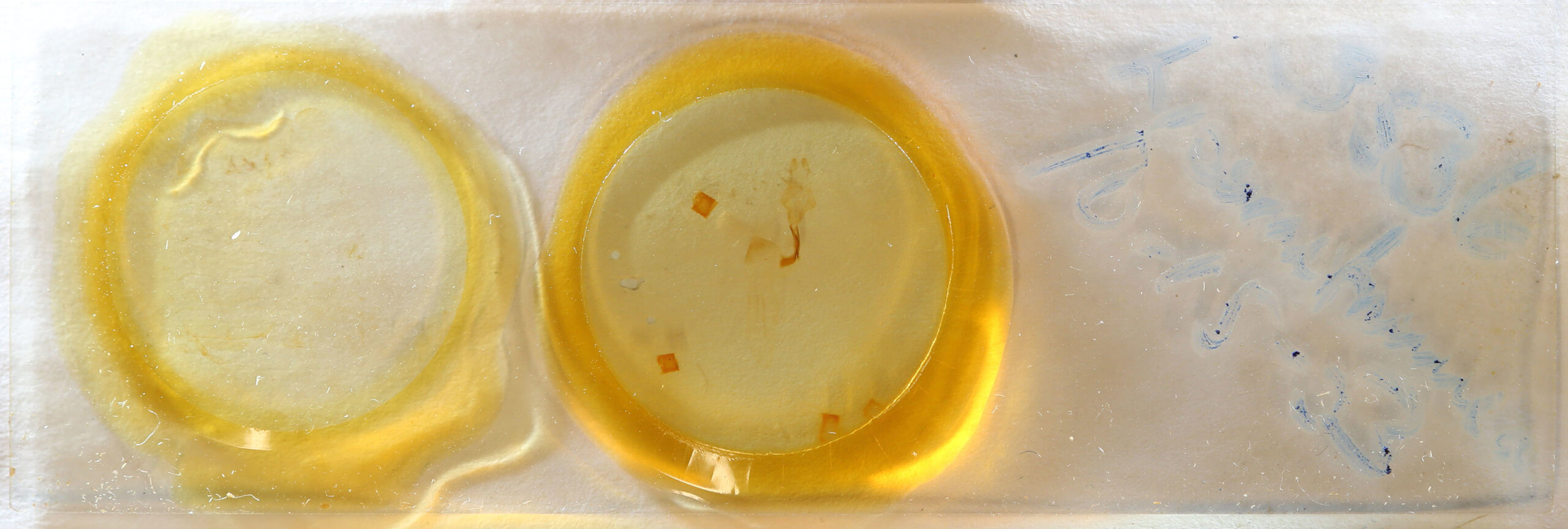 slide view of adult Lithophane semibrunnea