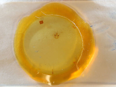 slide view of adult Erannis tiliaria